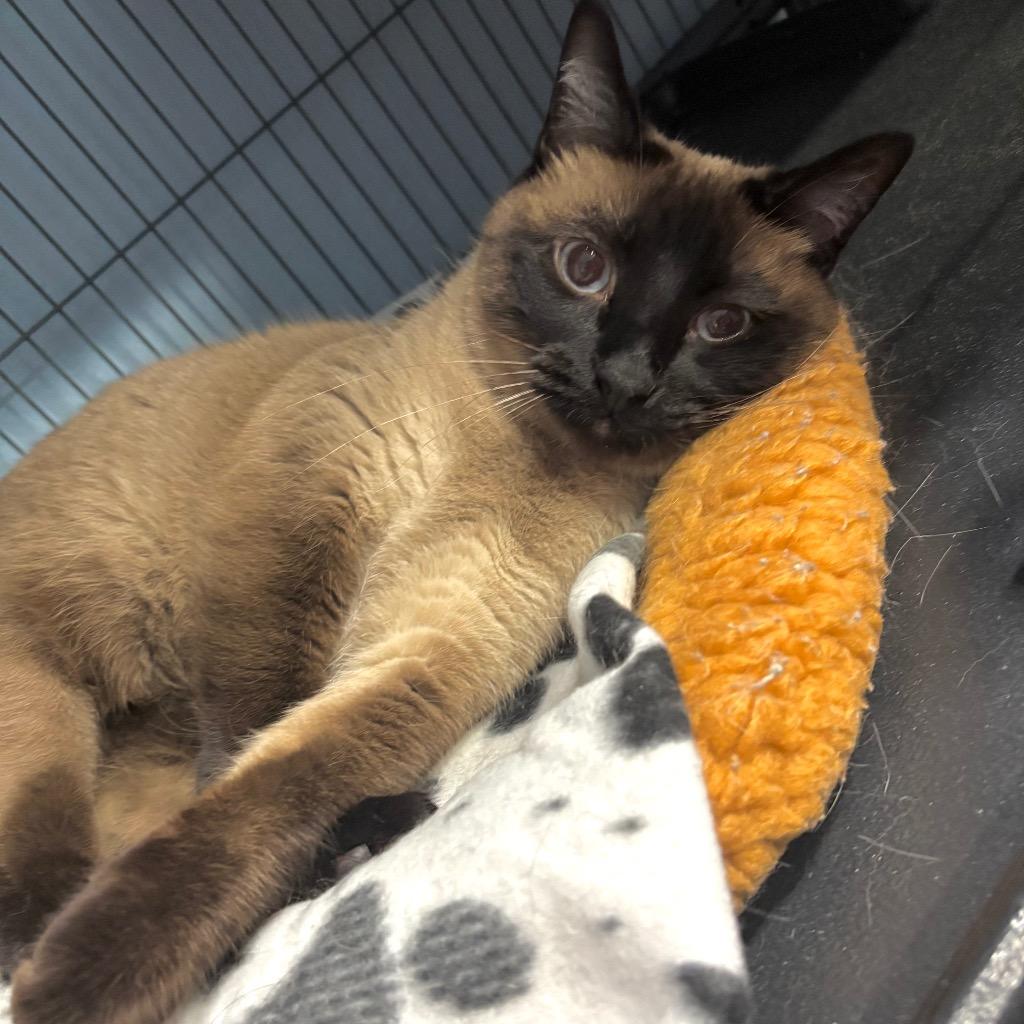 Pimmy, Adoptable, Adult Female Siamese & Domestic Short Hair.