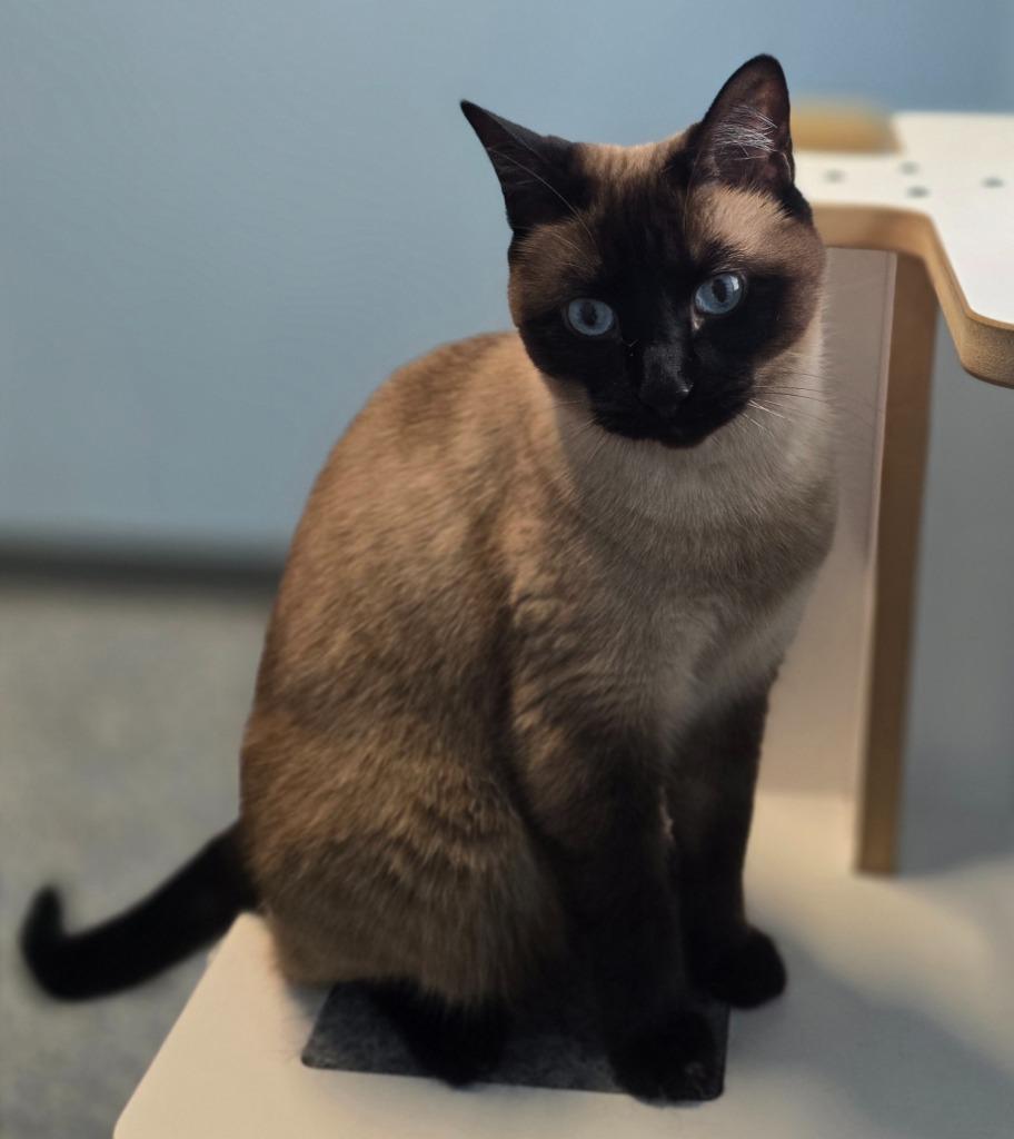 Enlarge Pimmy, a Adoptable mixed breed in Magnolia, TX image 2/2