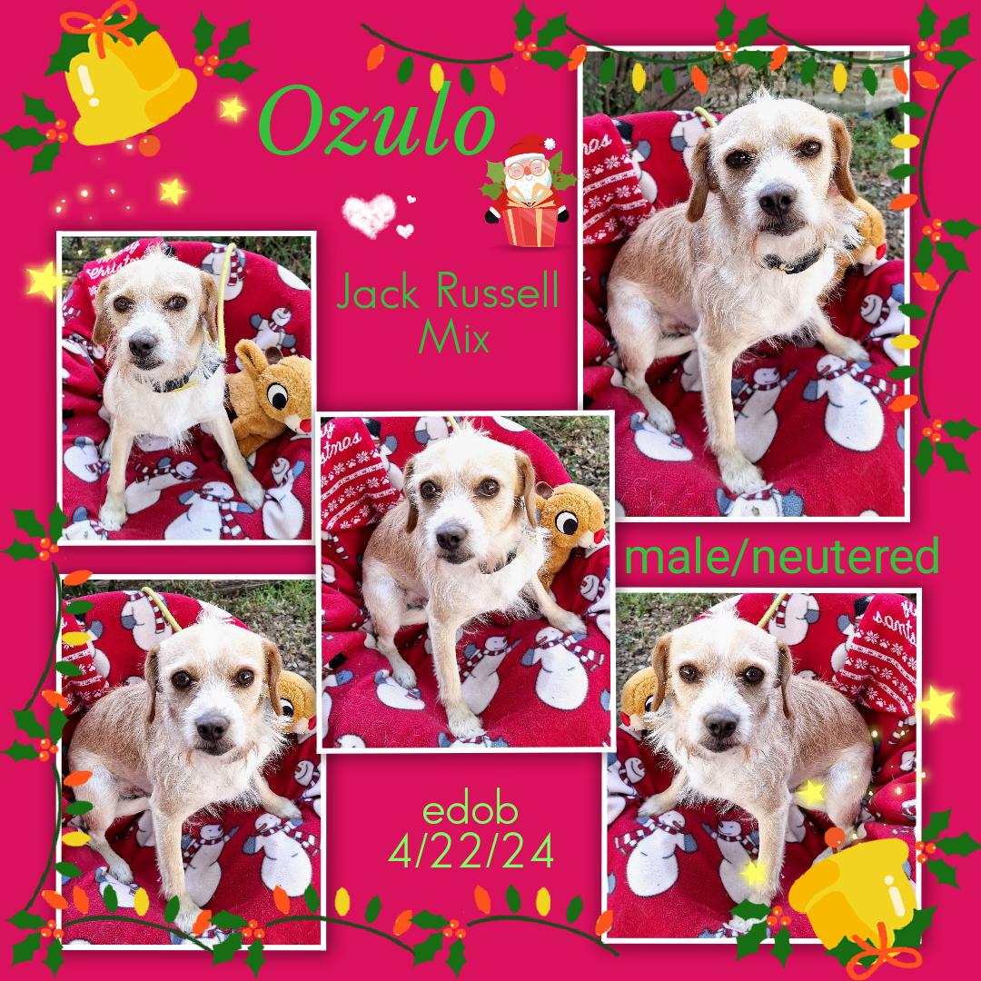 Enlarge Ozulo OR14114-T, a Adoptable mixed breed in Beaverton, OR image 6/6