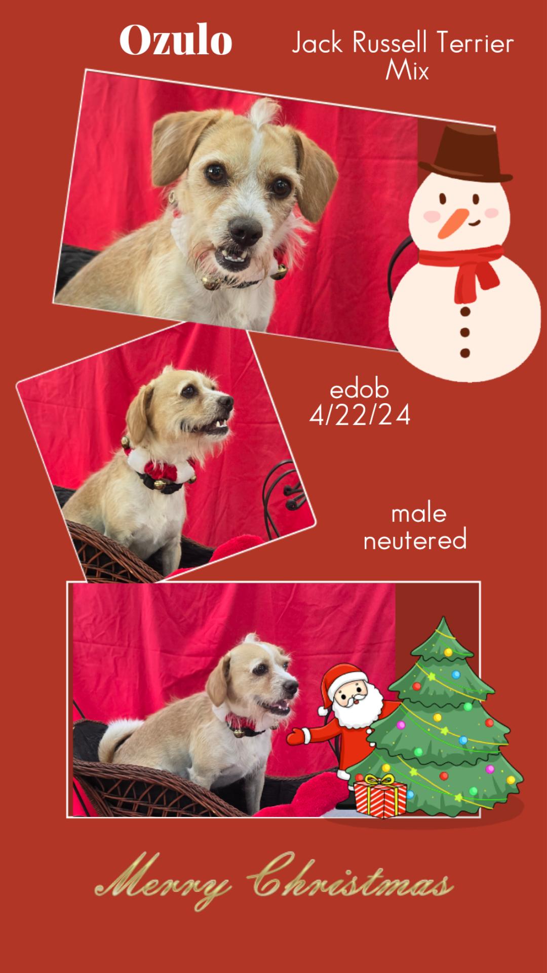 Ozulo OR14114-T, Adoptable, Adult Male Jack Russell Terrier.