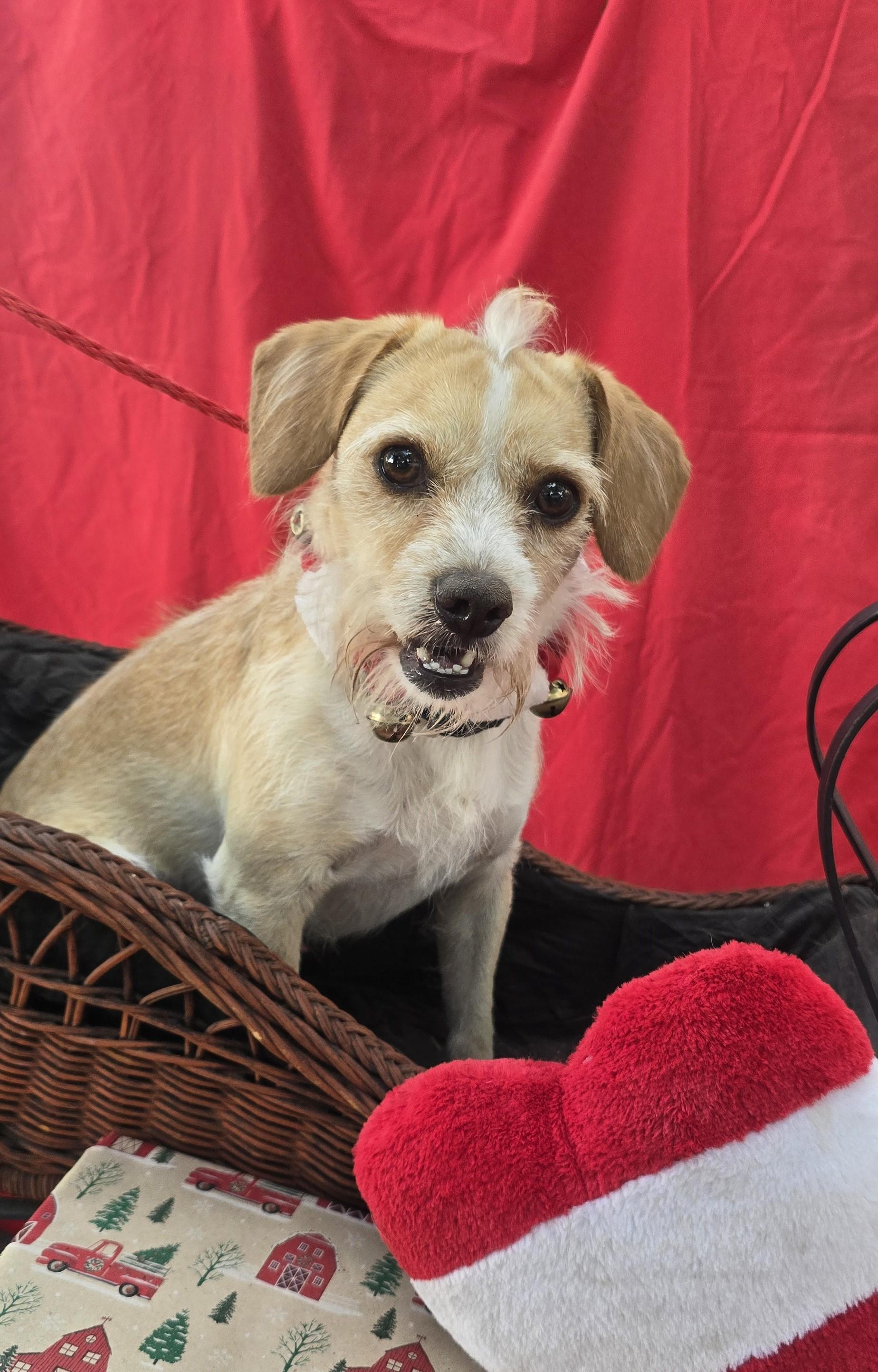 Enlarge Ozulo OR14114-T, a Adoptable mixed breed in Beaverton, OR image 2/6