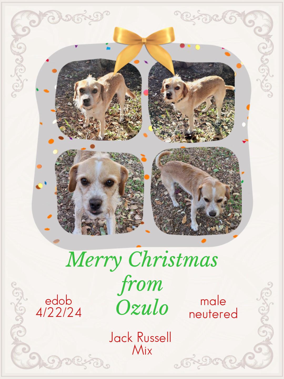 Enlarge Ozulo OR14114-T, a Adoptable mixed breed in Beaverton, OR image 3/6