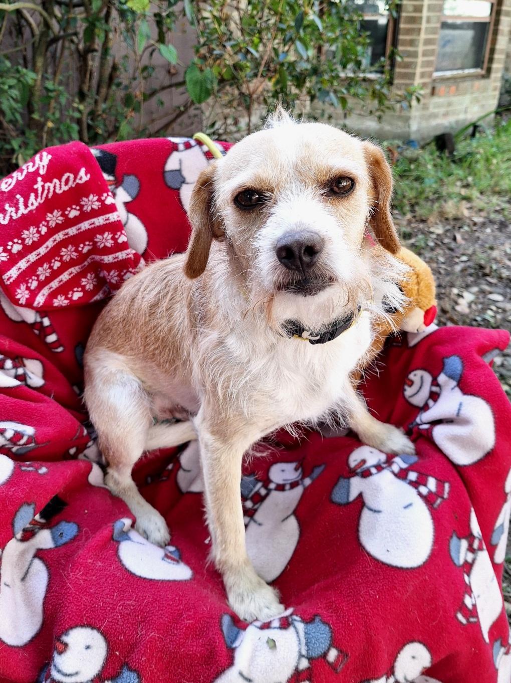 Enlarge Ozulo OR14114-T, a Adoptable mixed breed in Beaverton, OR image 4/6