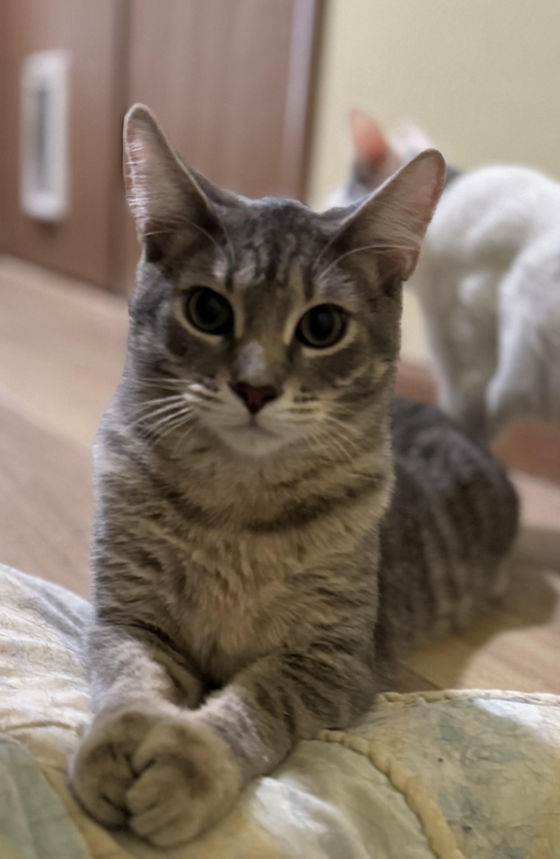 Enlarge Leo, a Adoptable Domestic Short Hair in Saint Charles, IL image 3/4