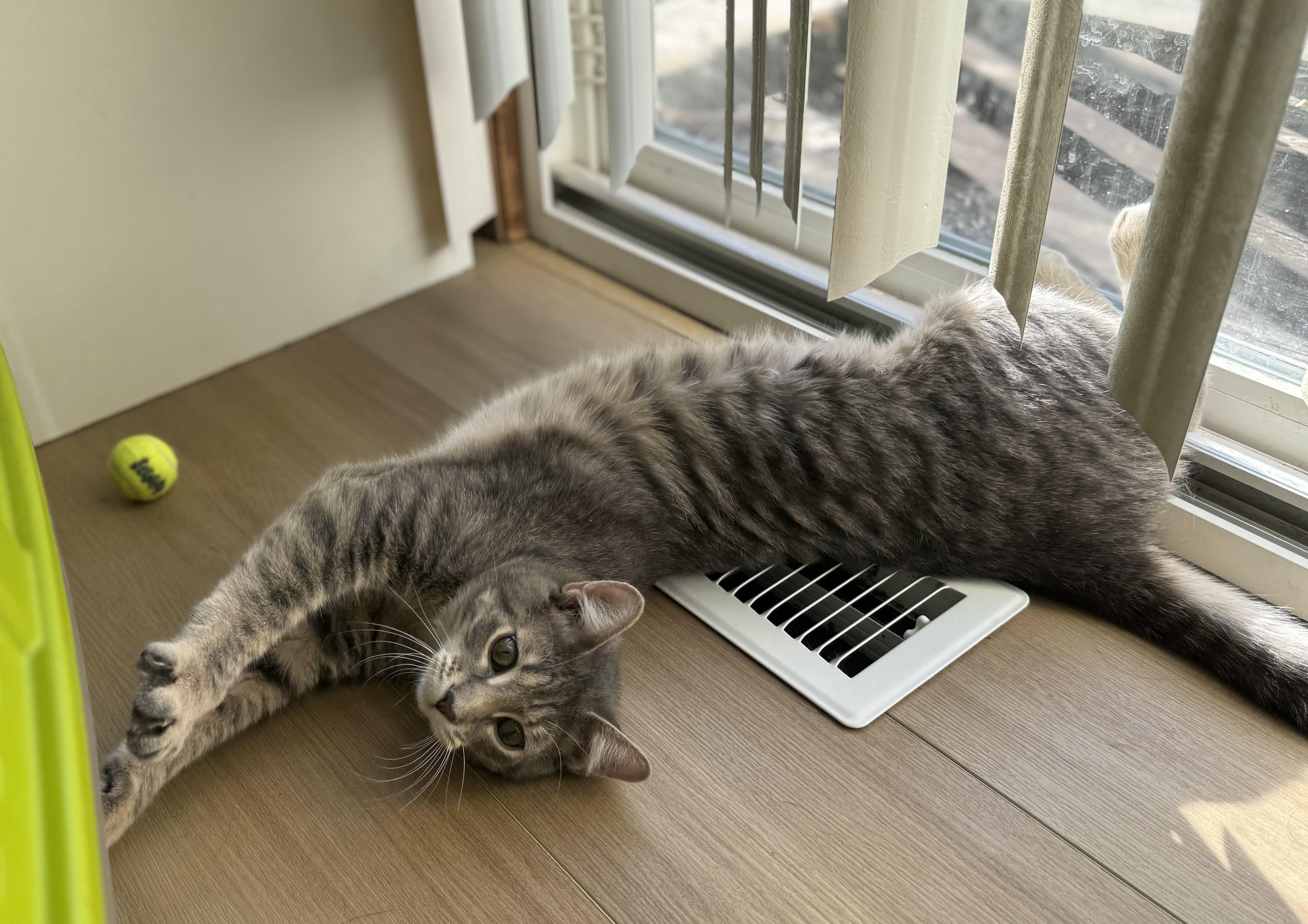 Enlarge Leo, a Adoptable Domestic Short Hair in Saint Charles, IL image 4/4