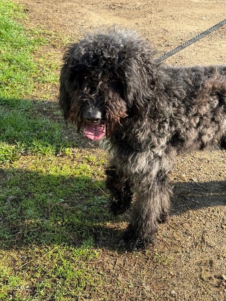 Axel, adopted, Young Male Goldendoodle.