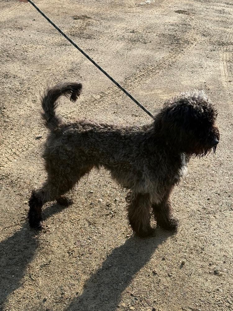 Enlarge Axel, an adopted Goldendoodle in Franklin, PA image 2/2
