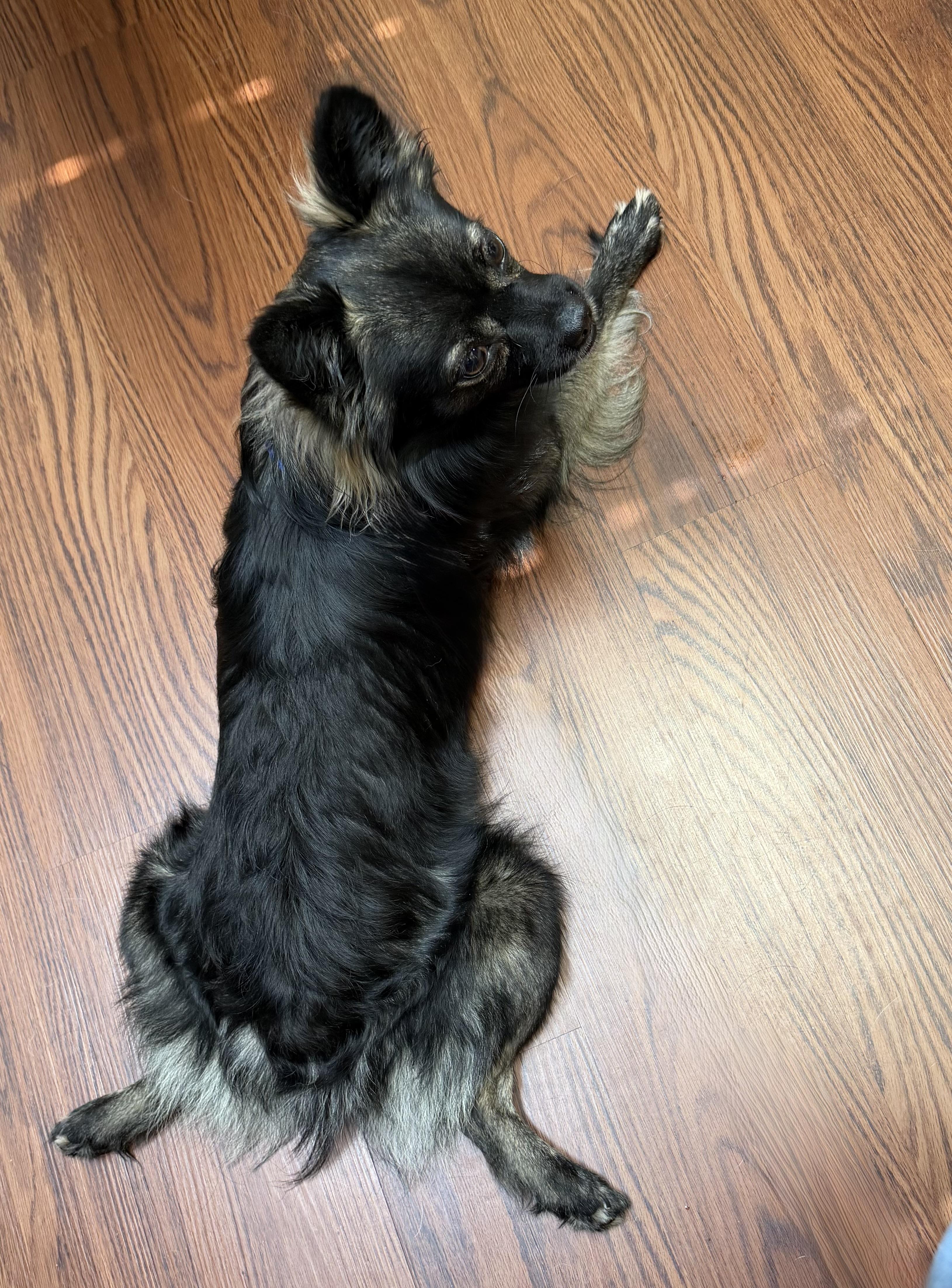 Maverick, a ADOPTABLE mixed breed in Monroe, GA image 3/5