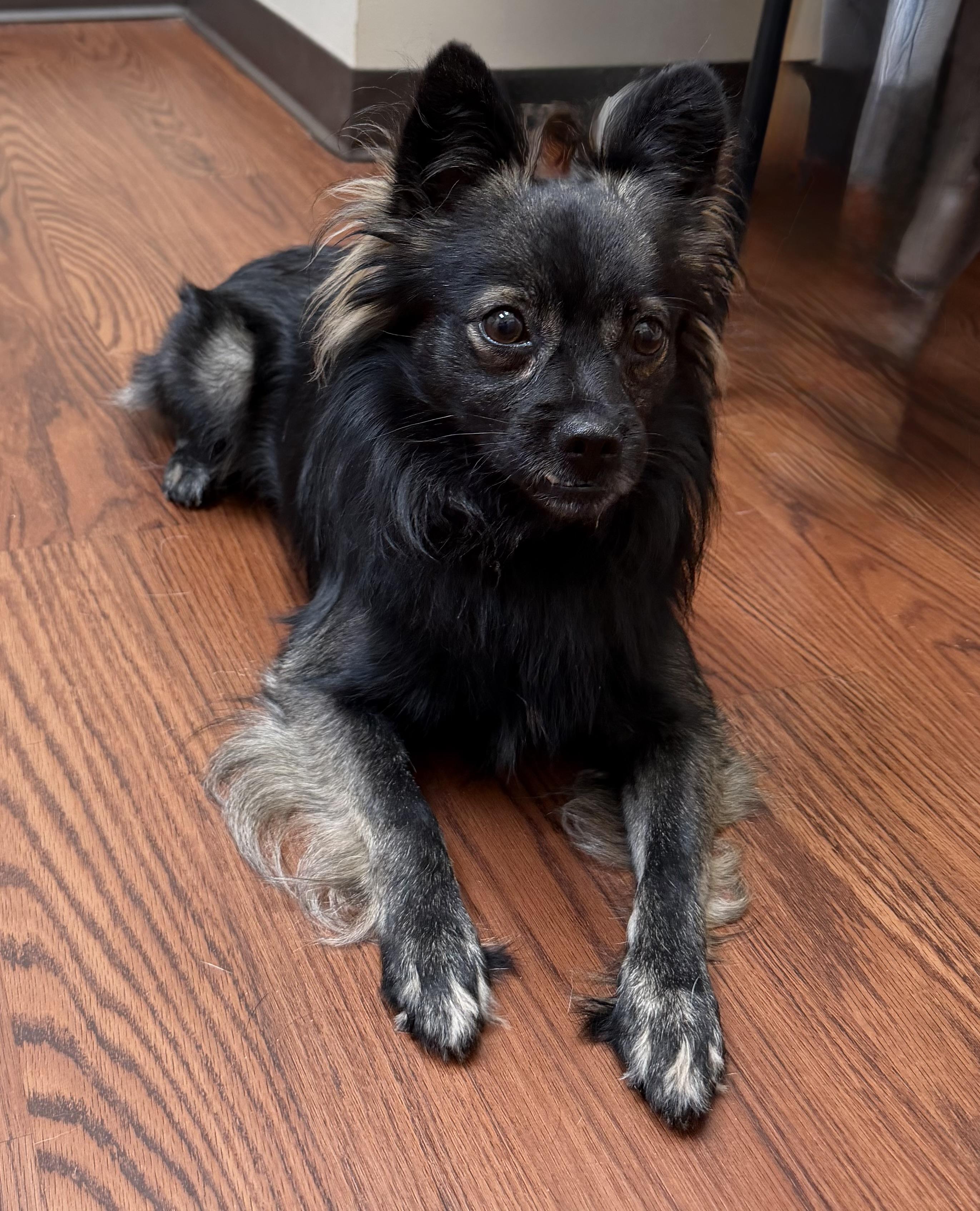 Maverick, a ADOPTABLE mixed breed in Monroe, GA image 5/5