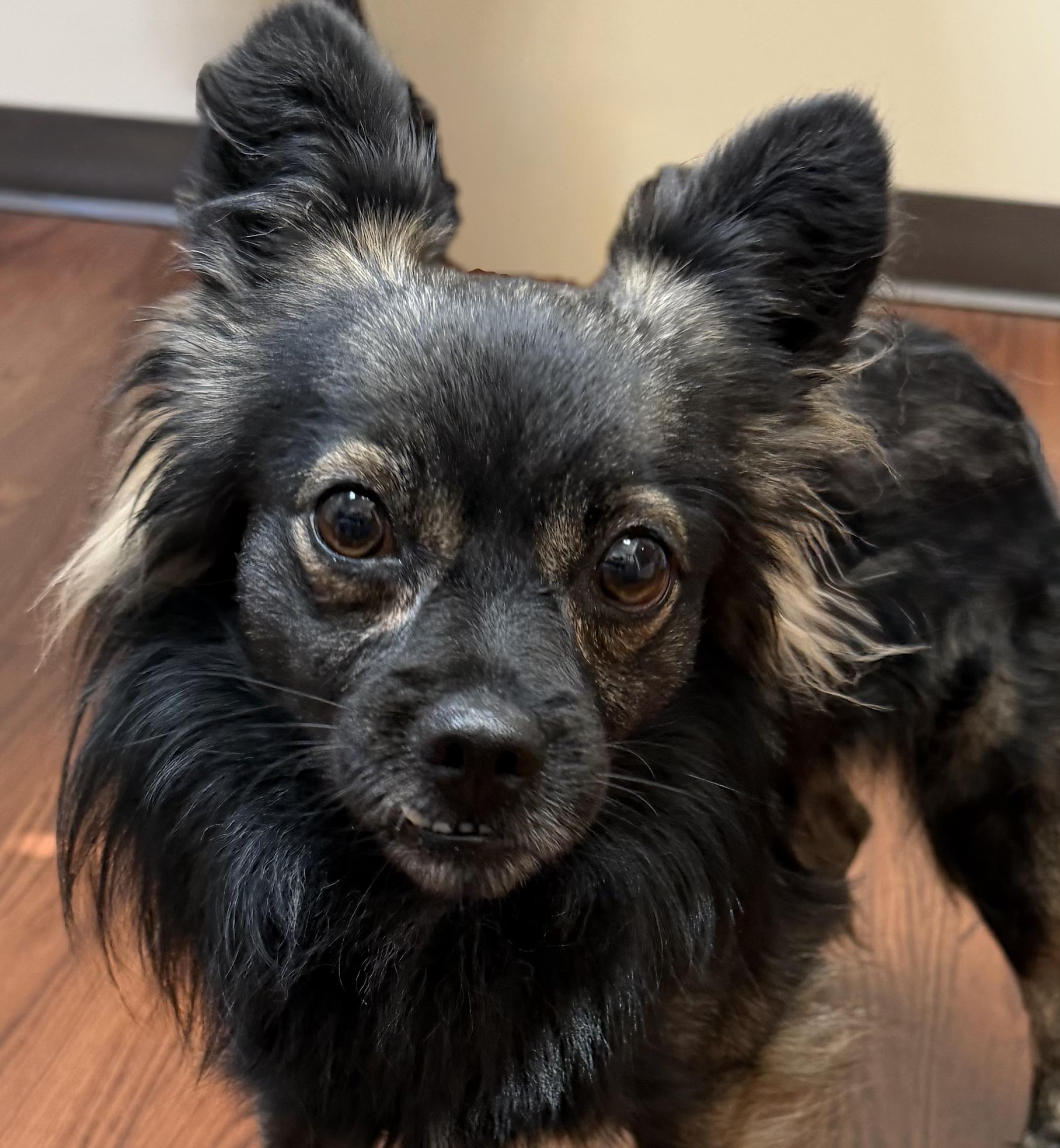 Maverick, a ADOPTABLE mixed breed in Monroe, GA image 2/5
