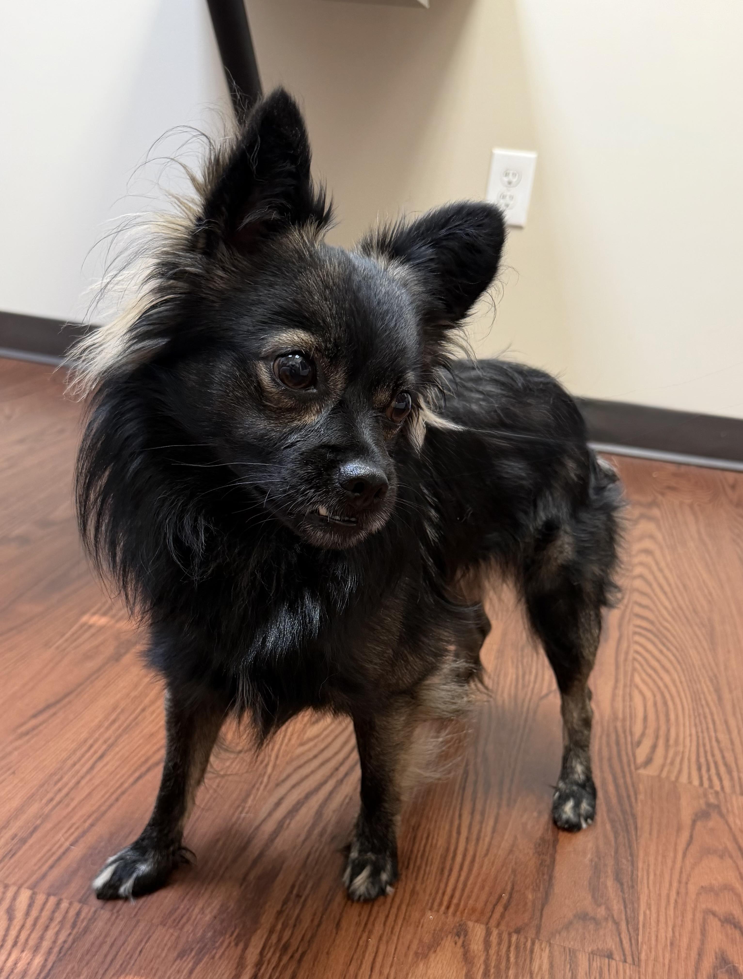 Maverick, a ADOPTABLE mixed breed in Monroe, GA image 4/5