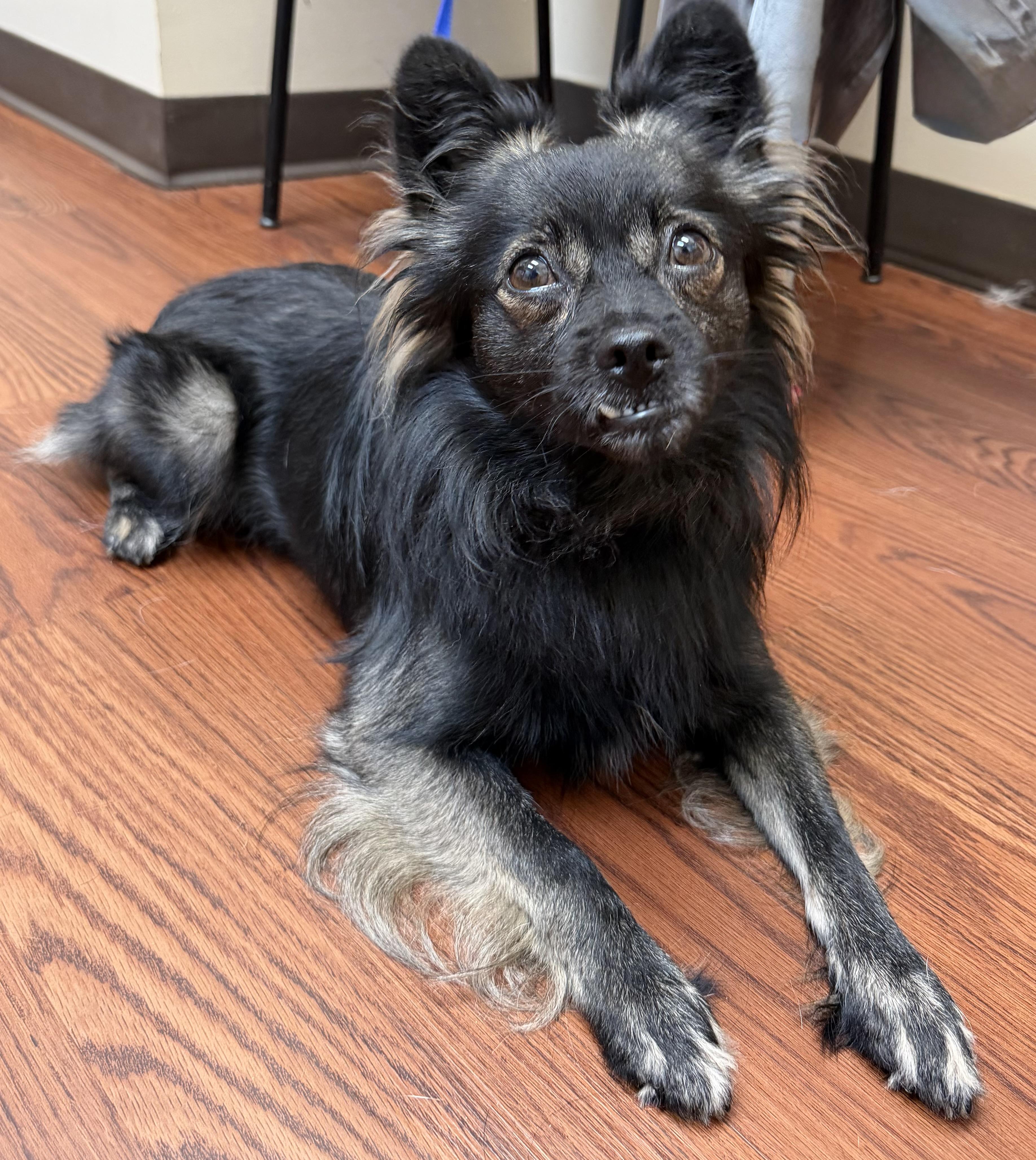 Maverick, ADOPTABLE, Adult Male Chihuahua & Pomeranian.