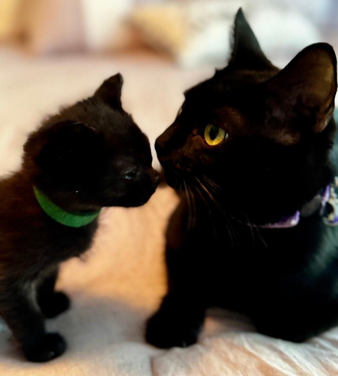 Enlarge Arya, a Adoptable Domestic Short Hair in Gastonia, NC image 2/4