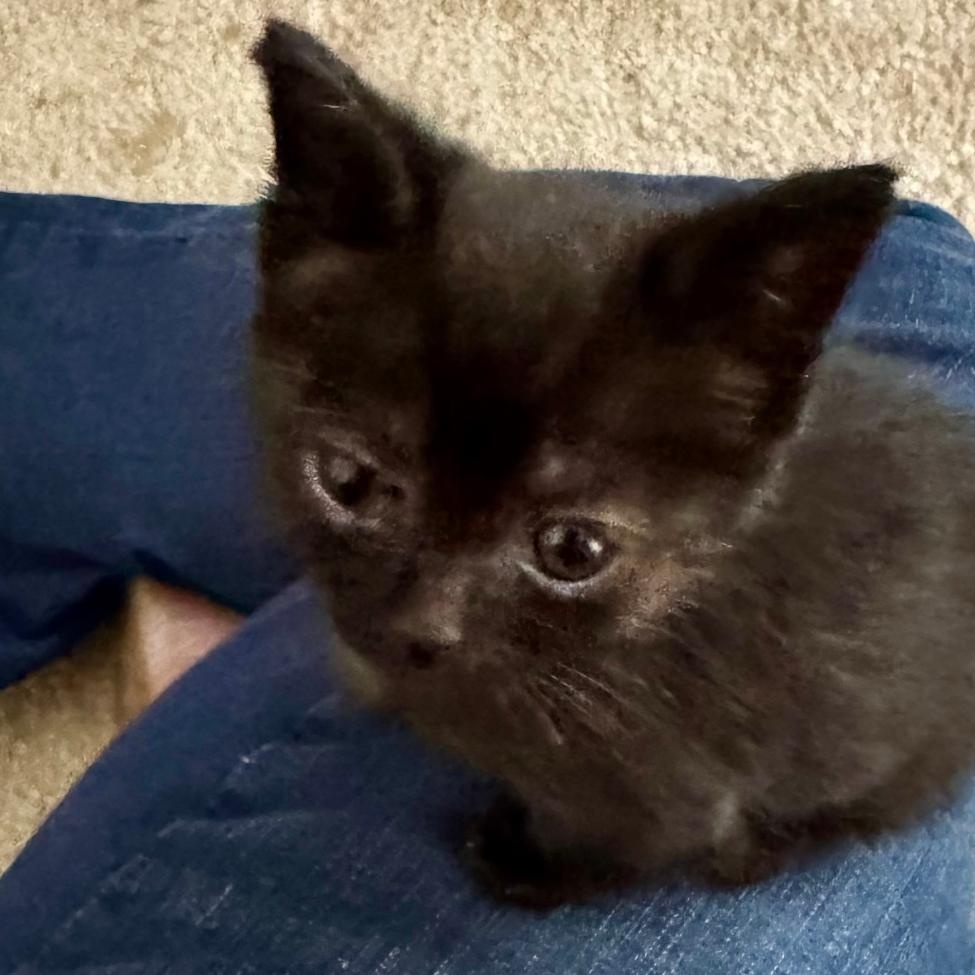 Enlarge Arya, a Adoptable Domestic Short Hair in Gastonia, NC image 3/4