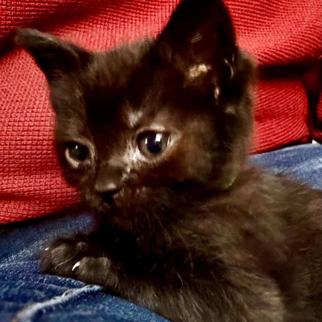 Enlarge Arya, a Adoptable Domestic Short Hair in Gastonia, NC image 4/4