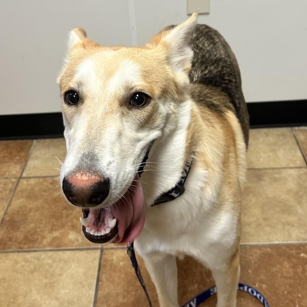 FWT Lillie (Sandy), Adoptable, Young Female Shepherd & Mixed Breed.