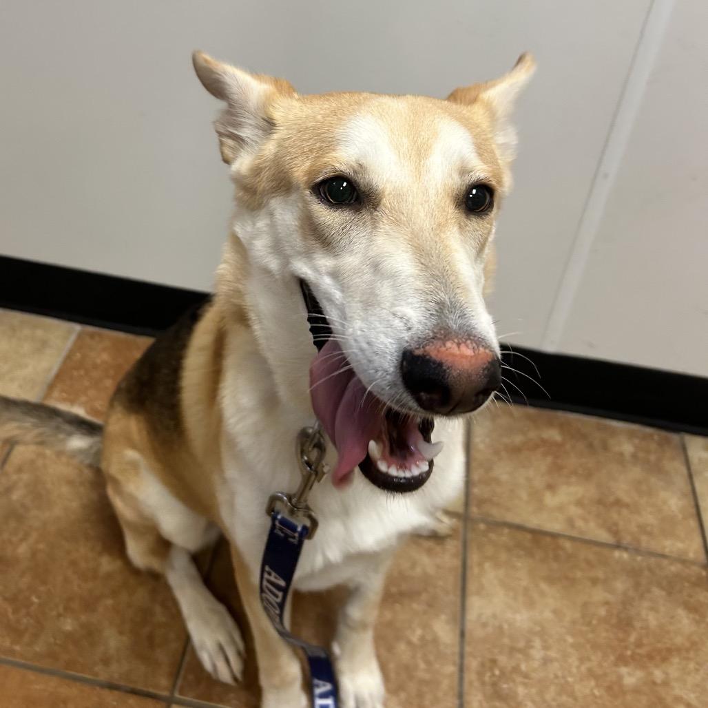 Enlarge FWT Lillie (Sandy), a Adoptable mixed breed in Midland, TX image 2/3