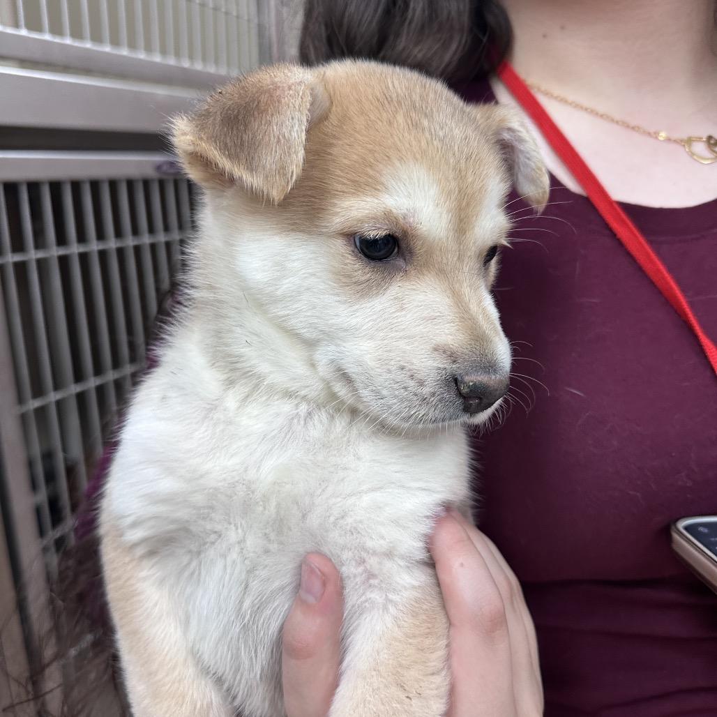 Enlarge FWT Lillie (Sandy), a Adoptable mixed breed in Midland, TX image 3/3