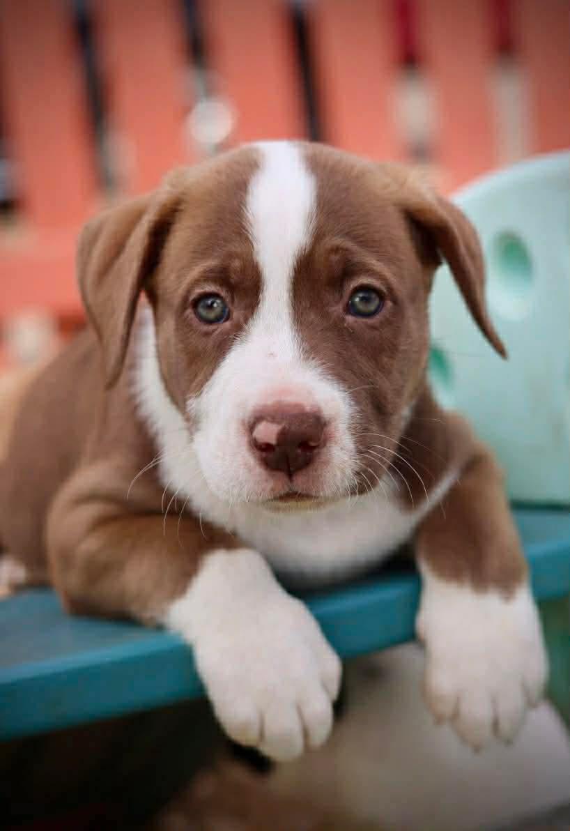 Enlarge Ragnar, a Adoptable American Staffordshire Terrier in Duluth, MN image 1/3