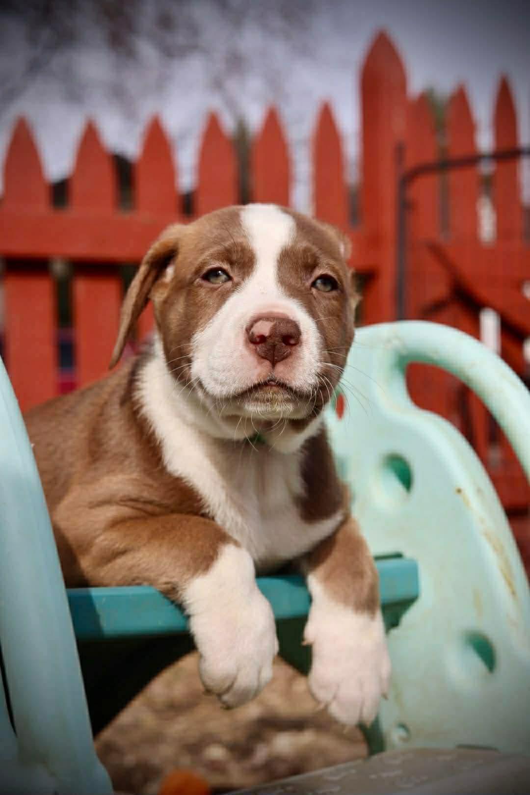 Enlarge Ragnar, a Adoptable American Staffordshire Terrier in Duluth, MN image 3/3