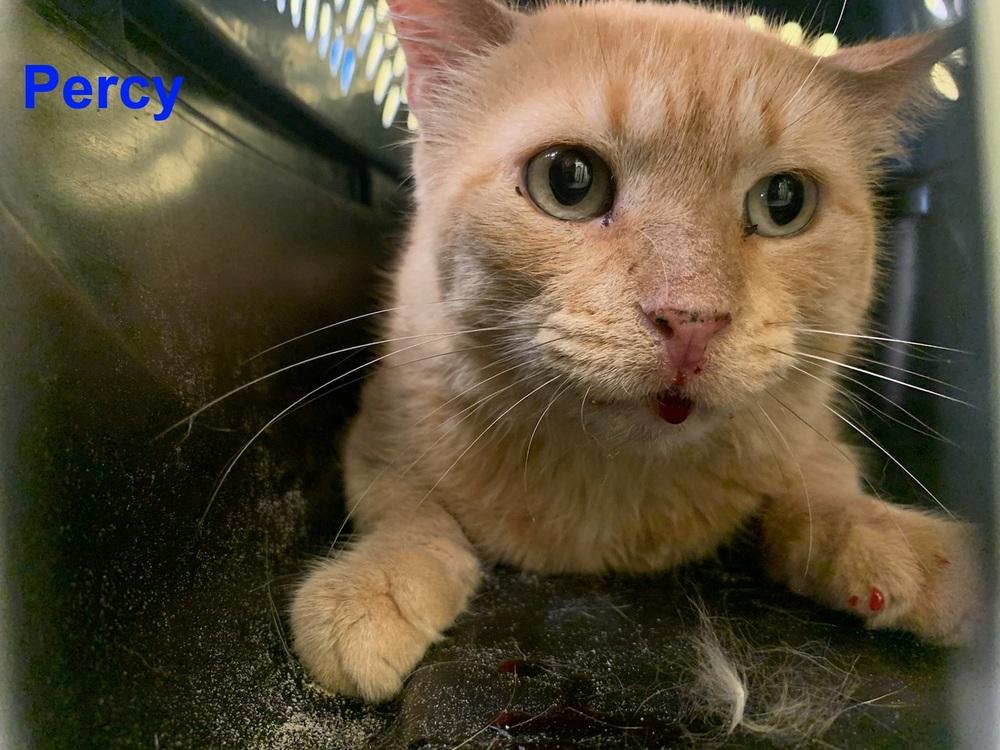 Percy Plainview, Adopted, Adult Male Domestic Short Hair.