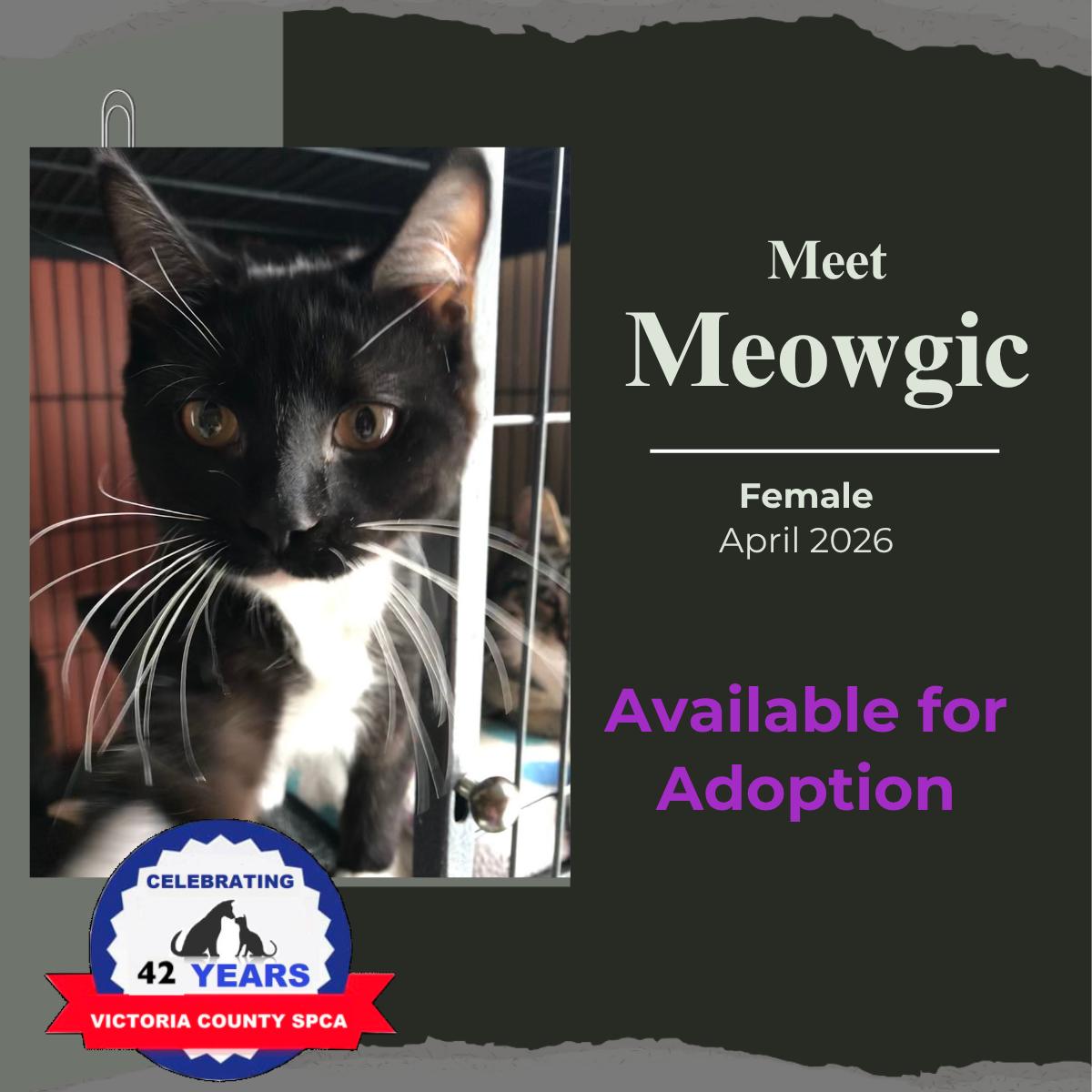 Enlarge Meowgic, a Adoptable Domestic Short Hair in Arthurette, NB image 1/1