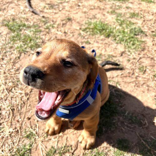 Enlarge Prancer, a Adoptable mixed breed in Broken Arrow, OK image 1/3