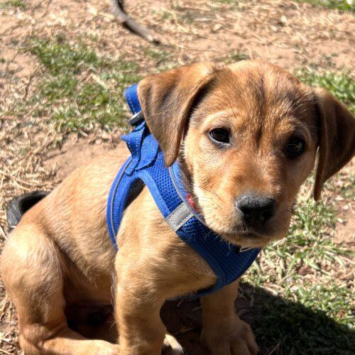 Enlarge Prancer, a Adoptable mixed breed in Broken Arrow, OK image 2/3