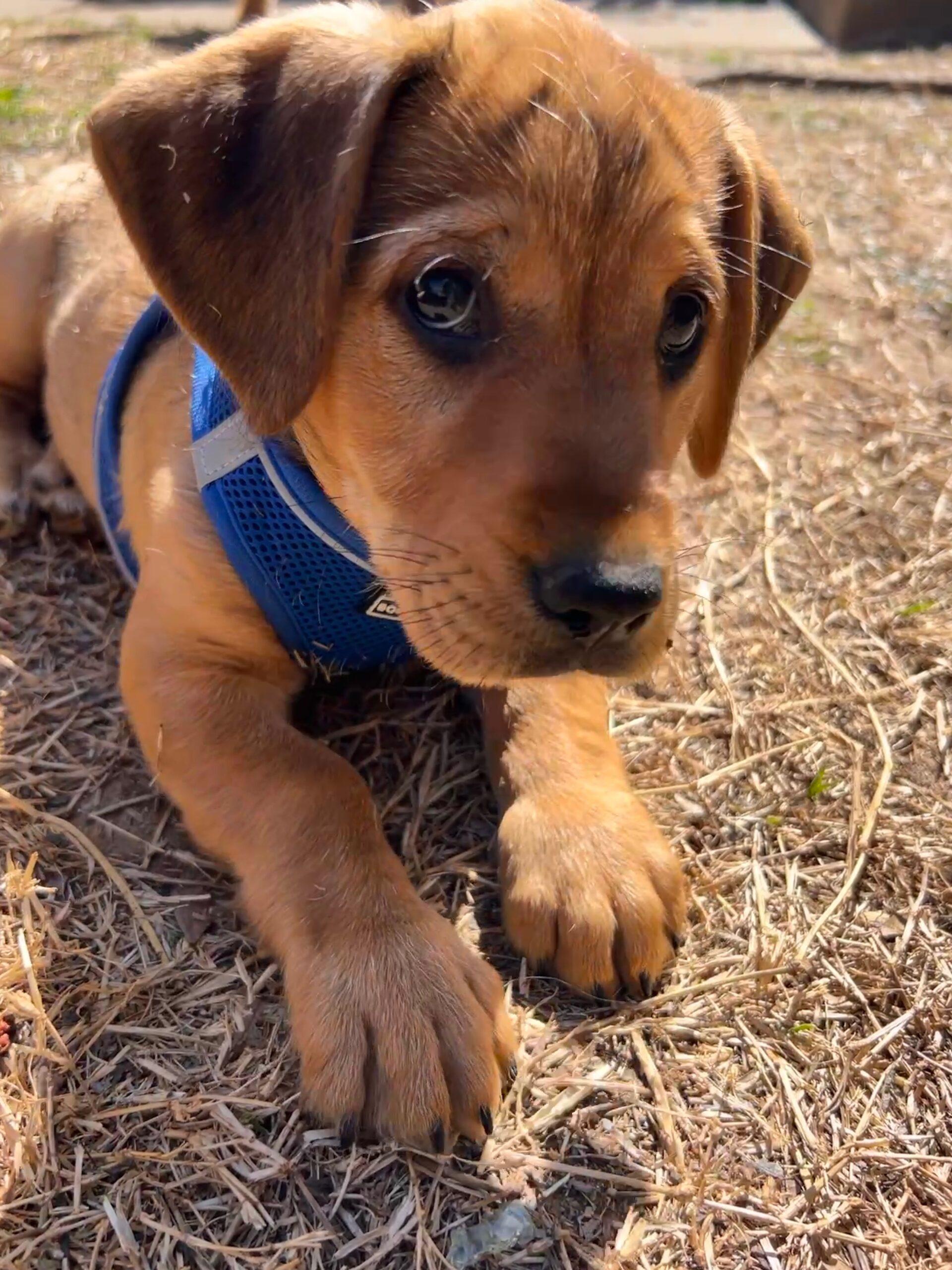 Enlarge Prancer, a Adoptable mixed breed in Broken Arrow, OK image 3/3