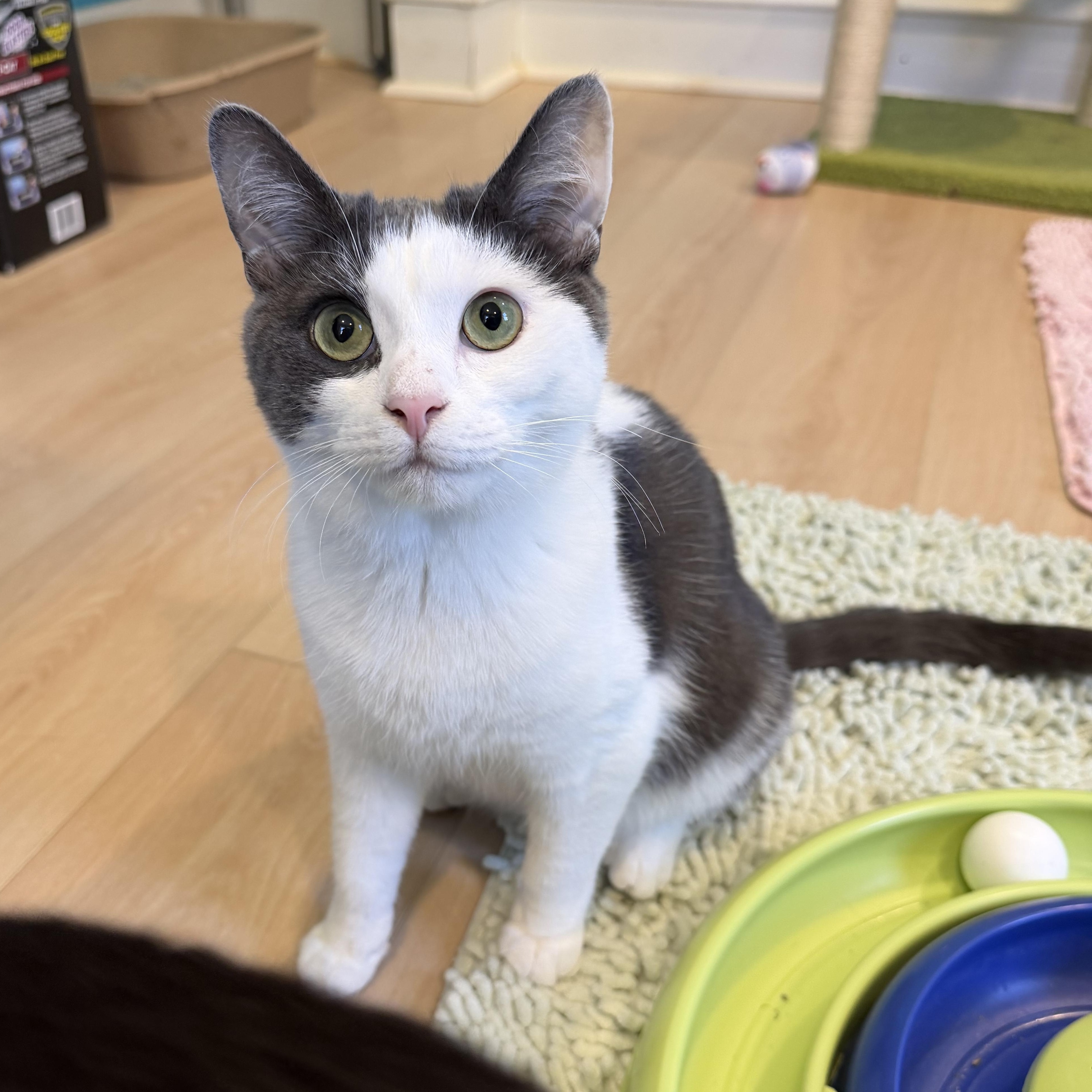 Relish, Adoptable, Young Female Domestic Short Hair.