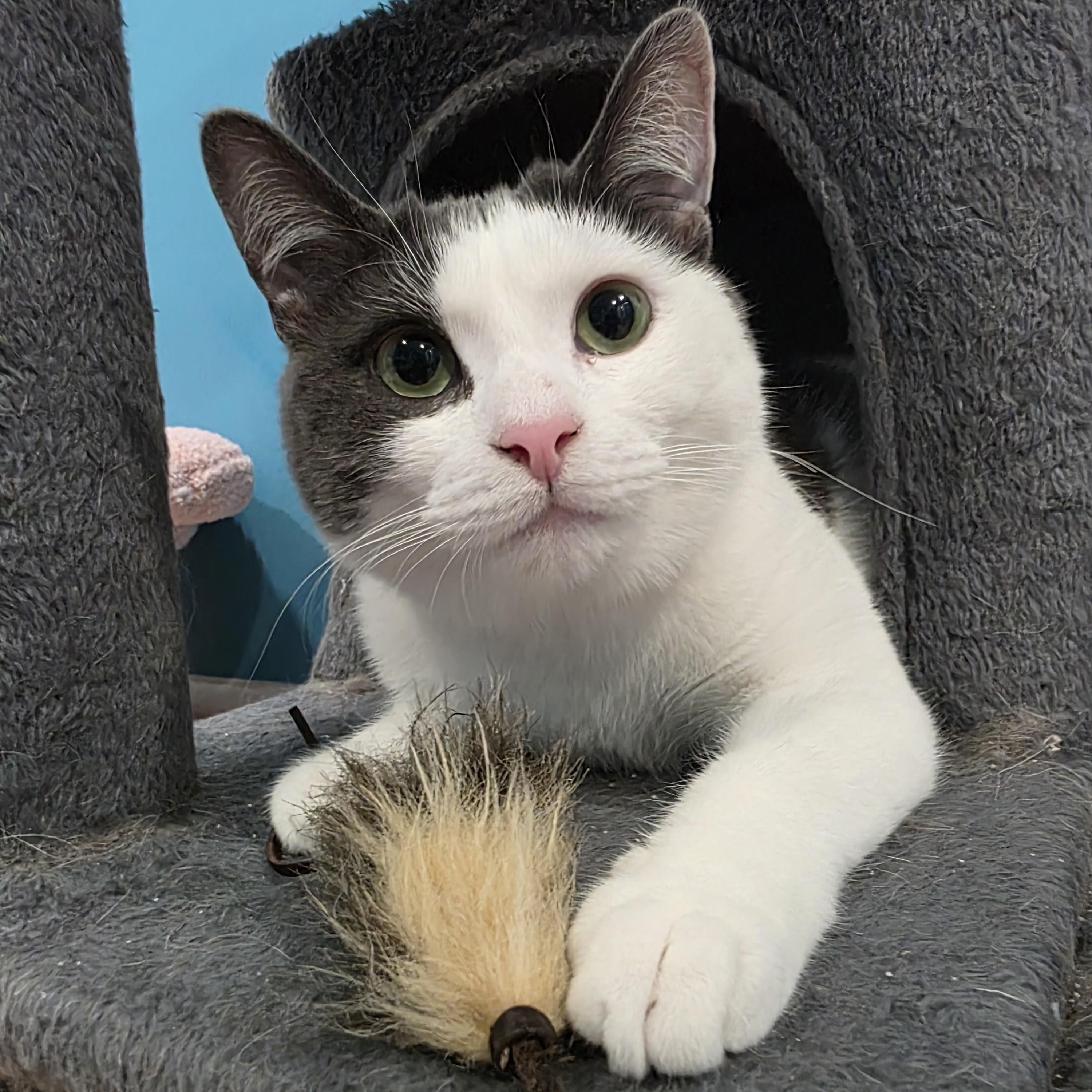 Relish, a Adoptable mixed breed in Woodbury, NJ image 5/6