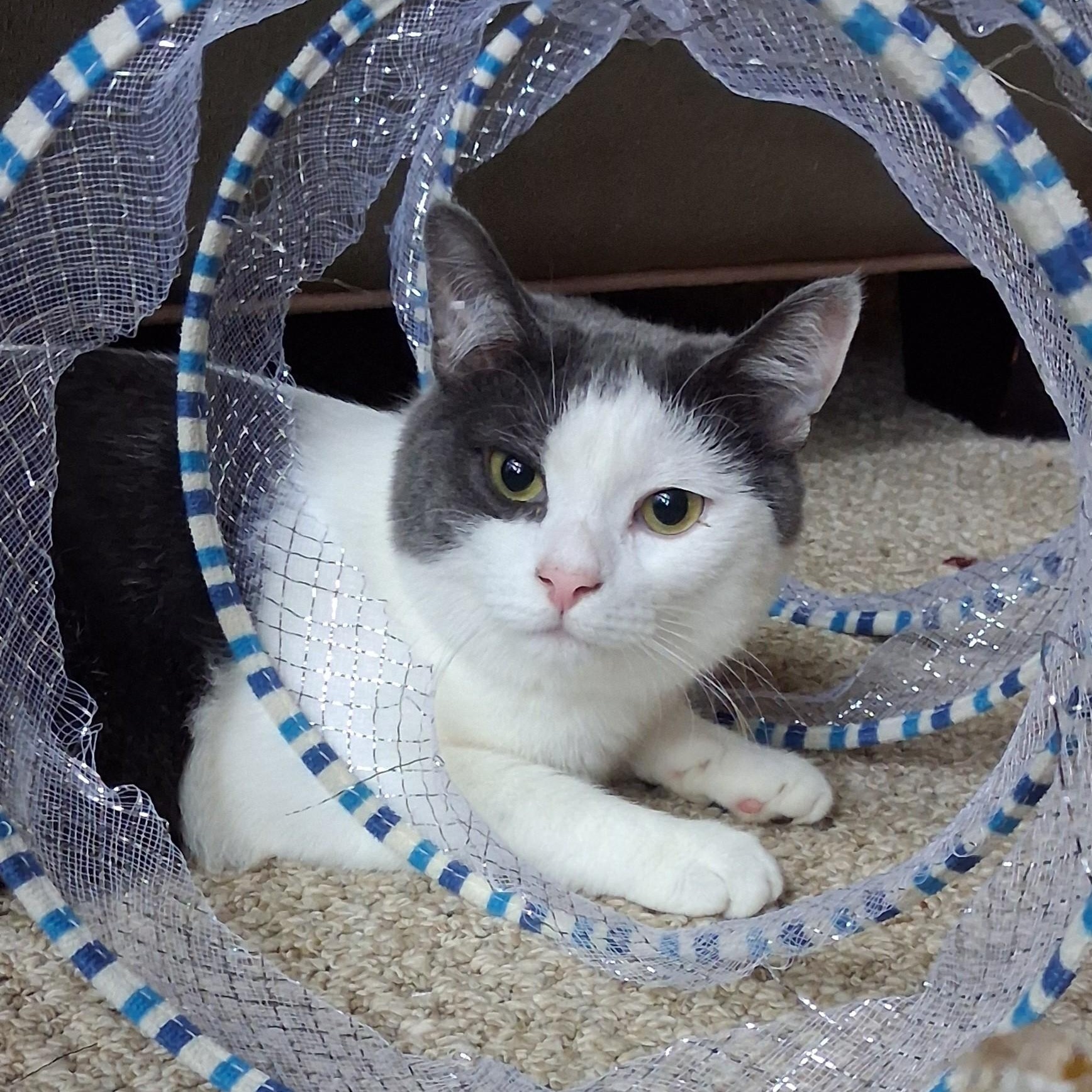 Relish, a Adoptable mixed breed in Woodbury, NJ image 6/6