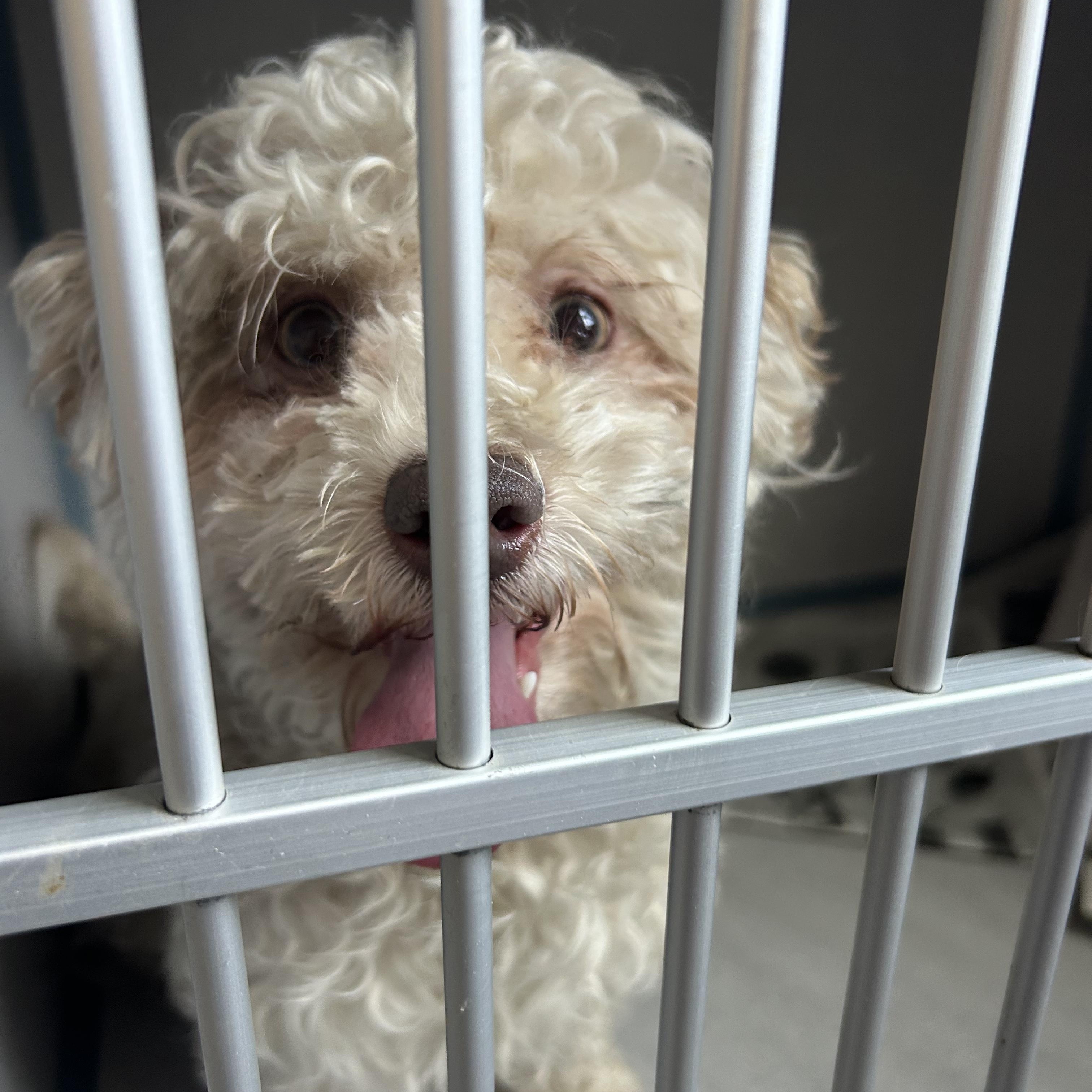 Wilbur, a Adopted mixed breed in Ewing, NJ image 5/6