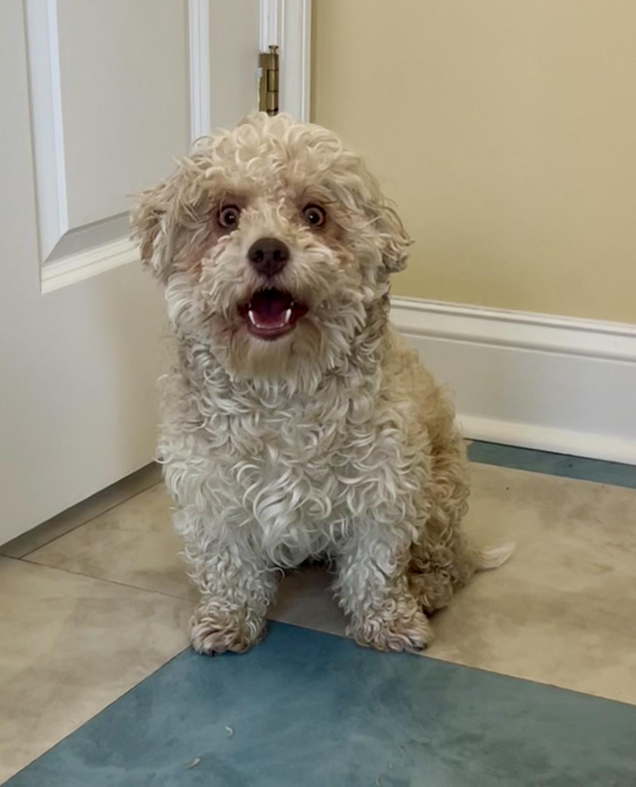 Wilbur, a Adopted mixed breed in Ewing, NJ image 2/6