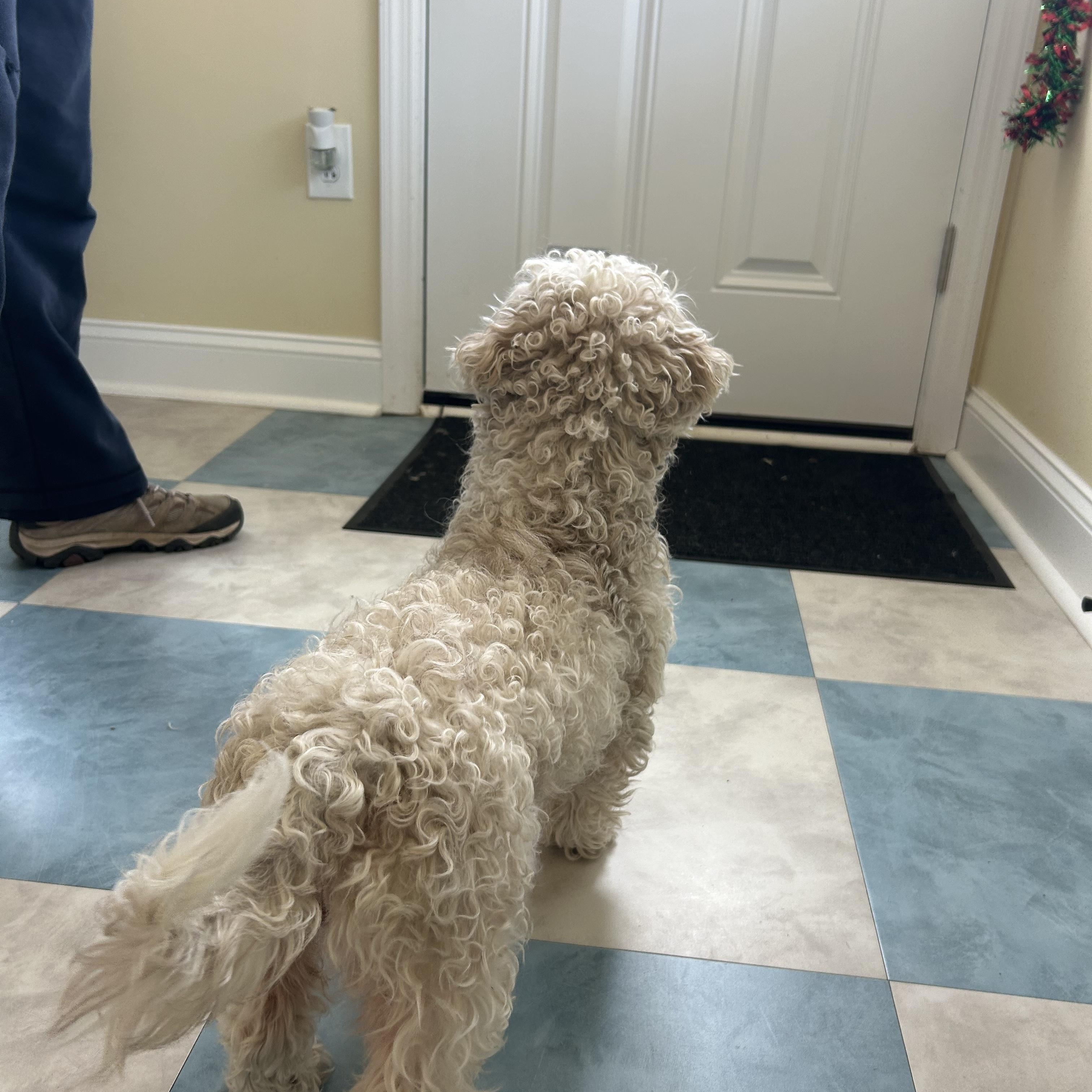 Wilbur, a Adopted mixed breed in Ewing, NJ image 6/6