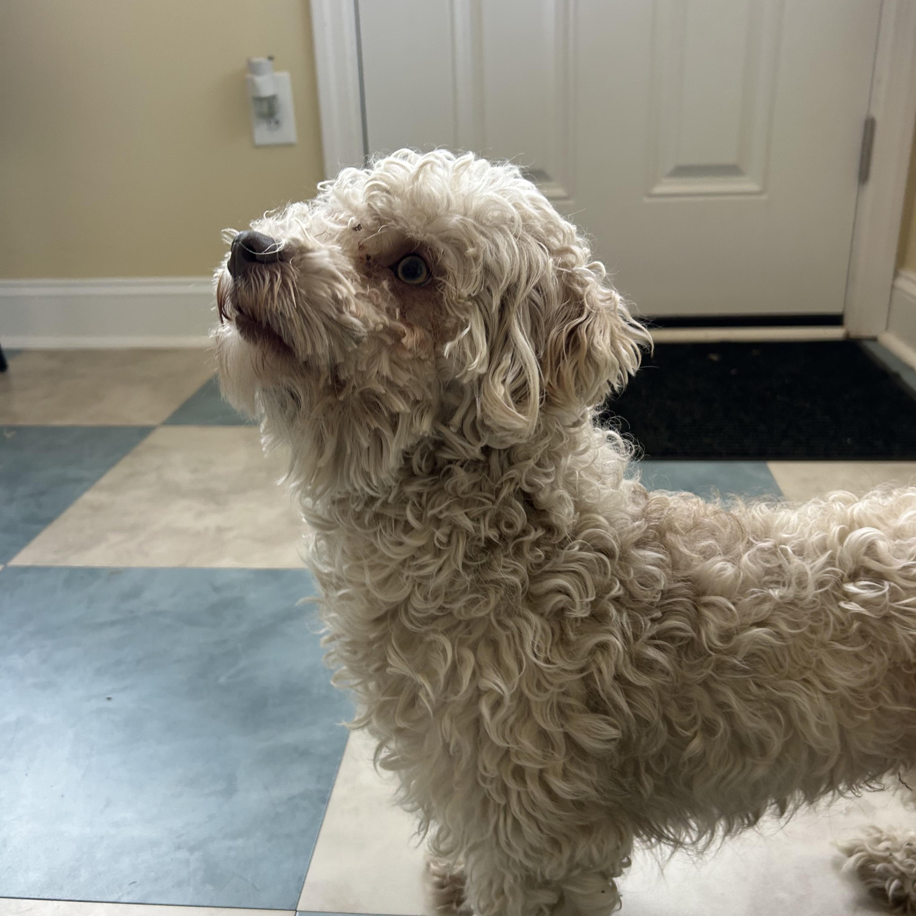 Wilbur, a Adopted mixed breed in Ewing, NJ image 4/6