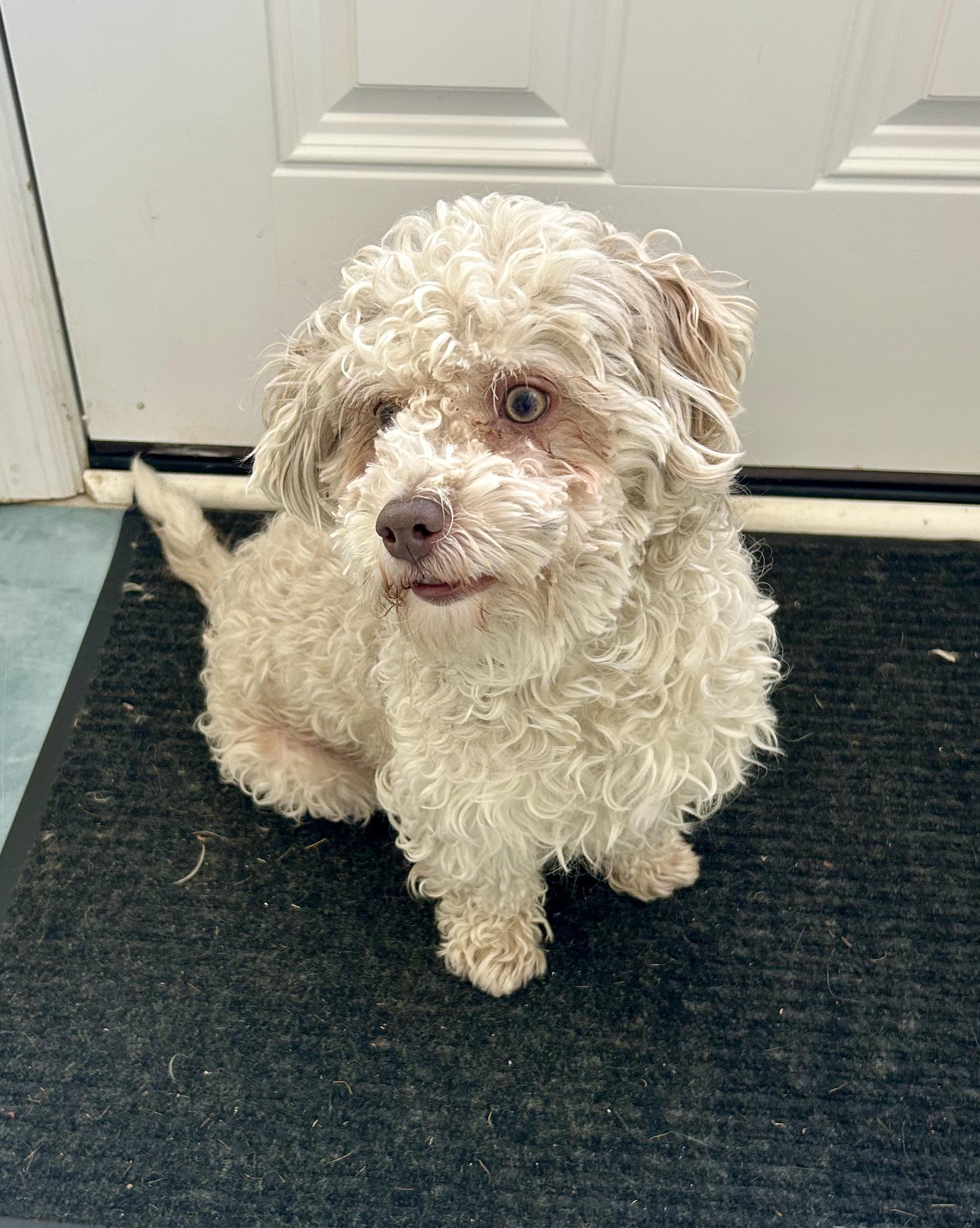 Wilbur, Adopted, Young Male Maltipoo & Miniature Poodle.