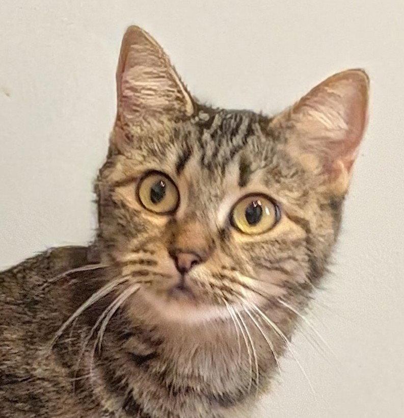 Emma, Adoptable, Adult Female Domestic Short Hair.