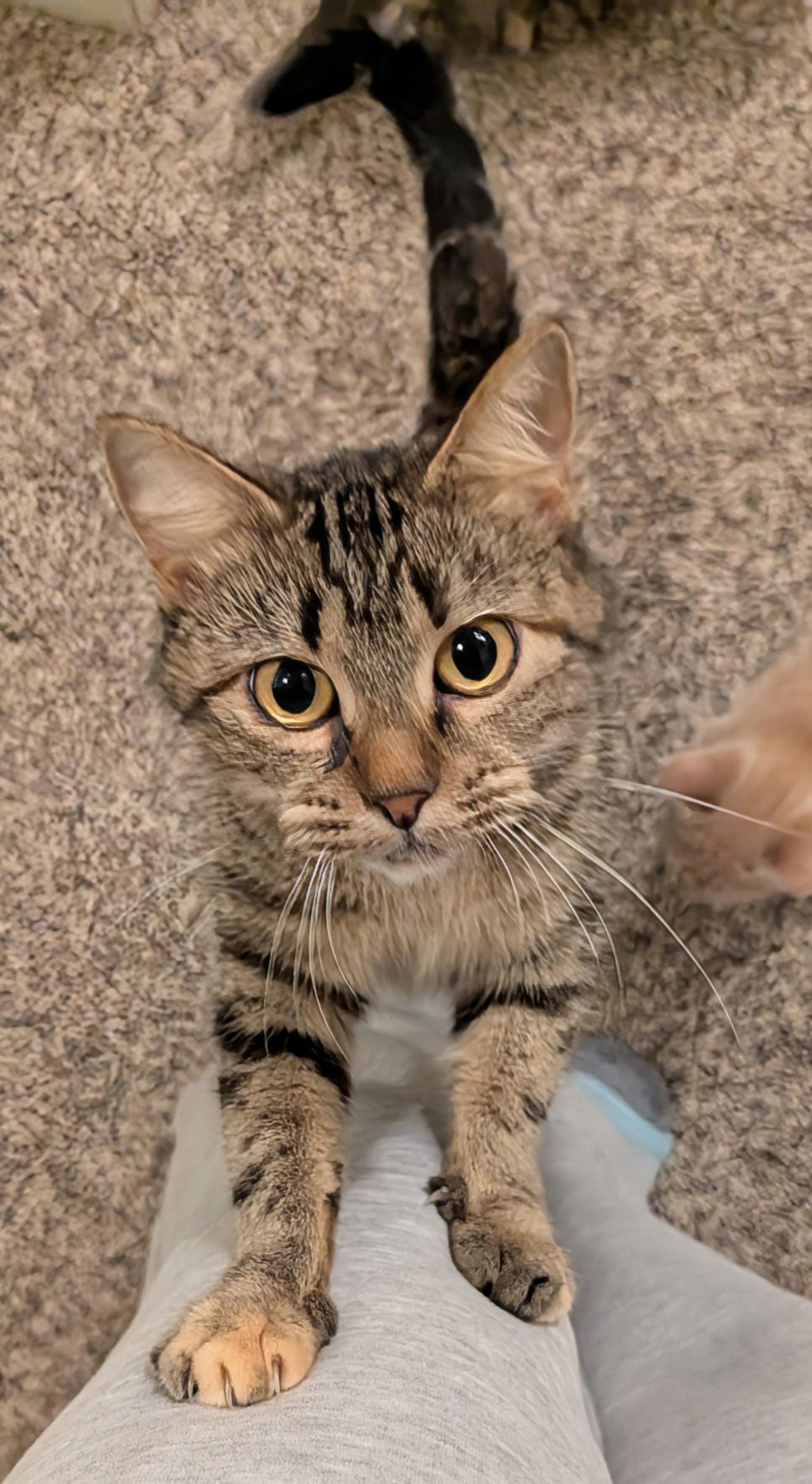 Enlarge Emma, a Adoptable Domestic Short Hair in Shawnee, KS image 2/3