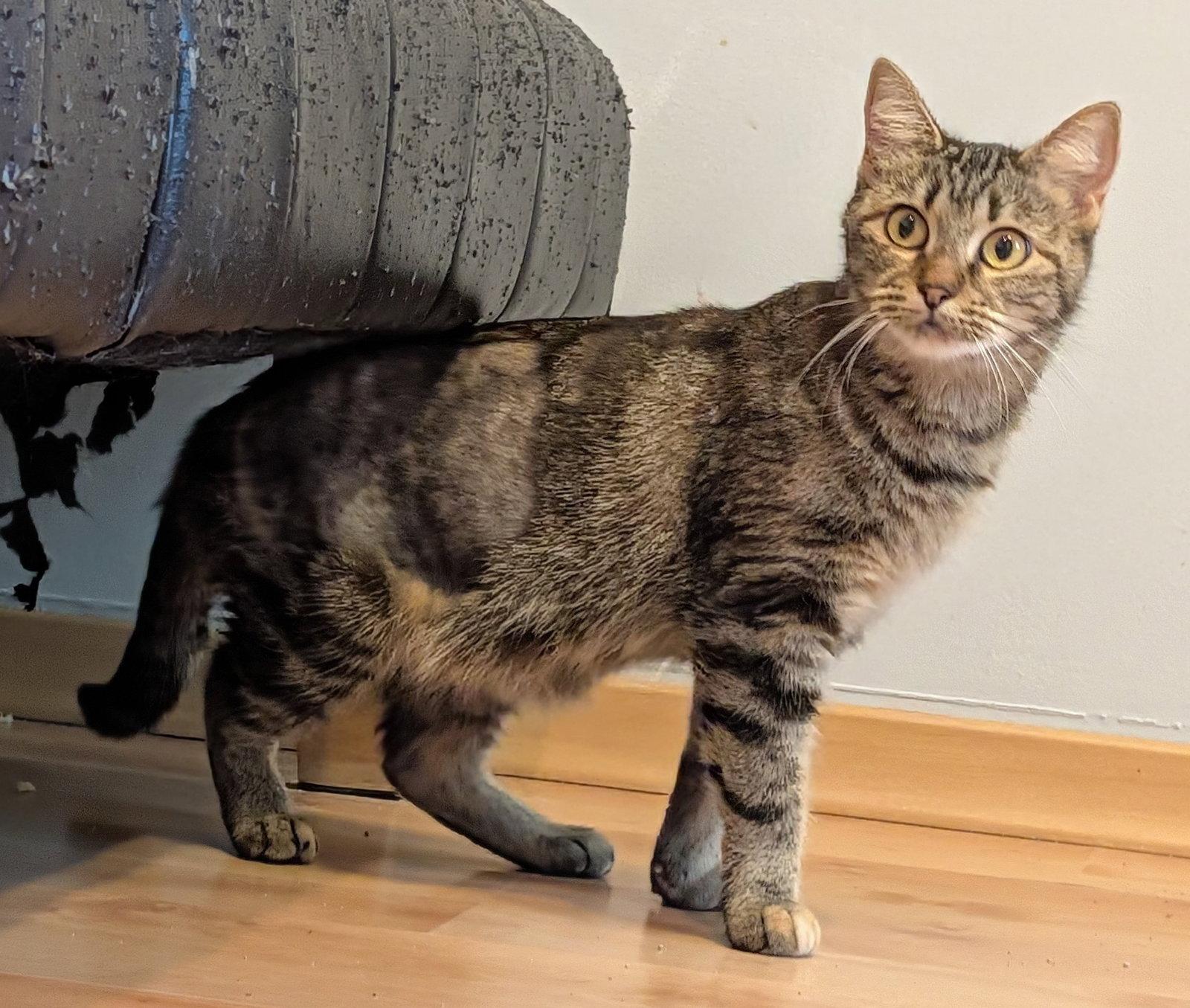Enlarge Emma, a Adoptable Domestic Short Hair in Shawnee, KS image 3/3