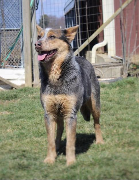 Robin, a Adoptable Australian Cattle Dog / Blue Heeler in Vallonia, IN image 1/3