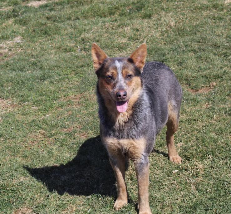 Robin, a Adoptable Australian Cattle Dog / Blue Heeler in Vallonia, IN image 2/3