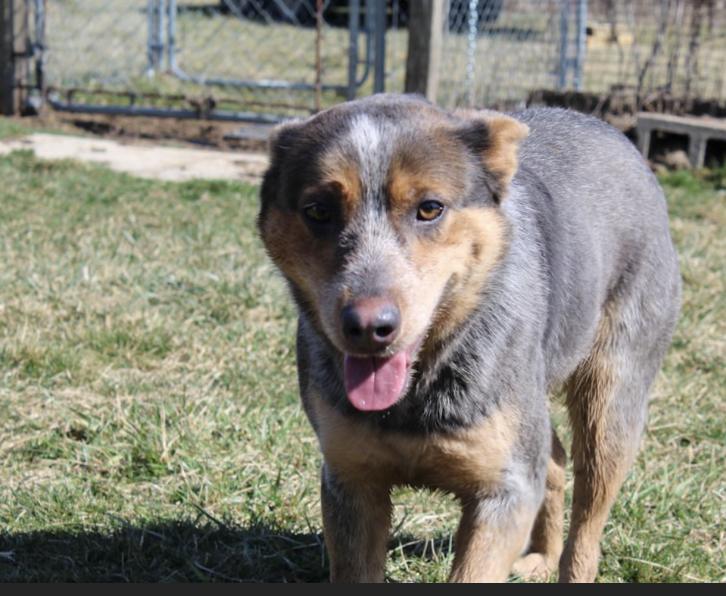 Robin, a Adoptable Australian Cattle Dog / Blue Heeler in Vallonia, IN image 3/3
