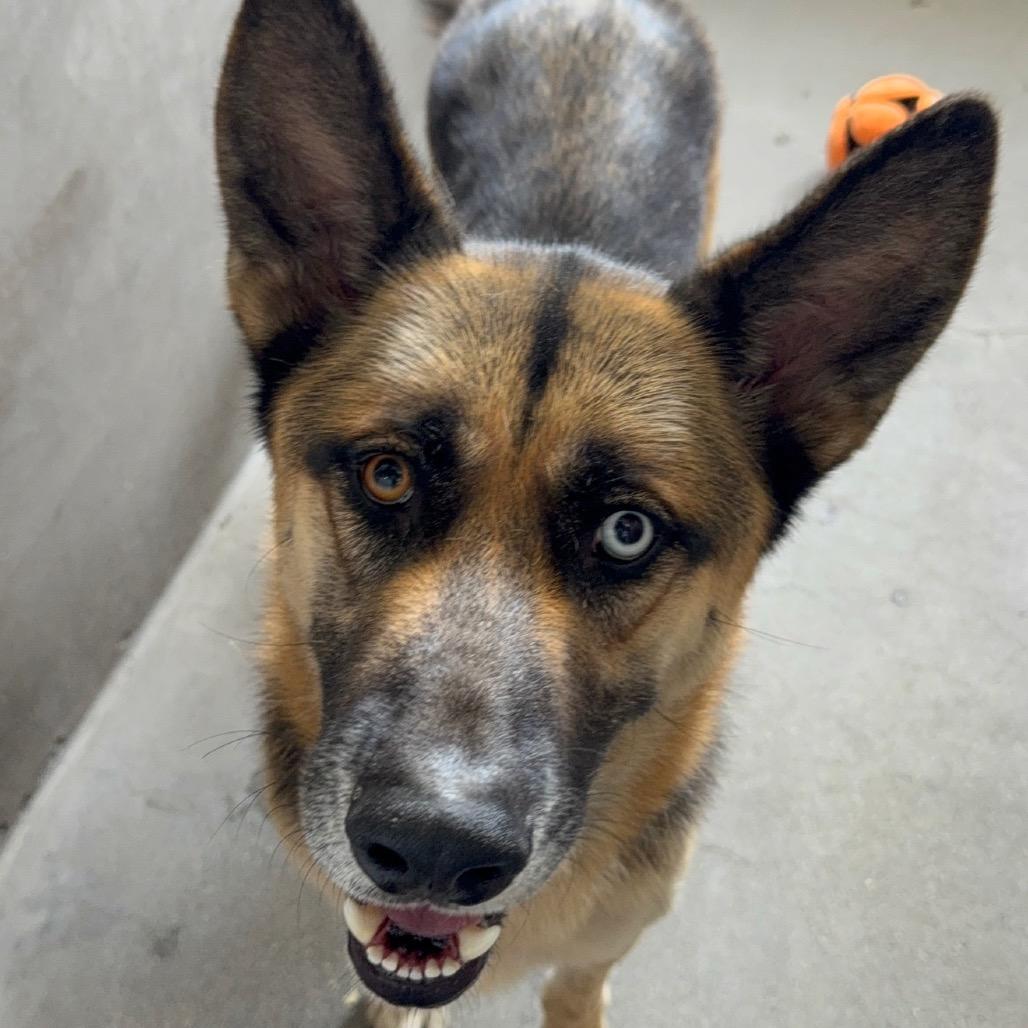 Courage A2126387, Adoptable, Adult Male German Shepherd Dog & Mixed Breed.