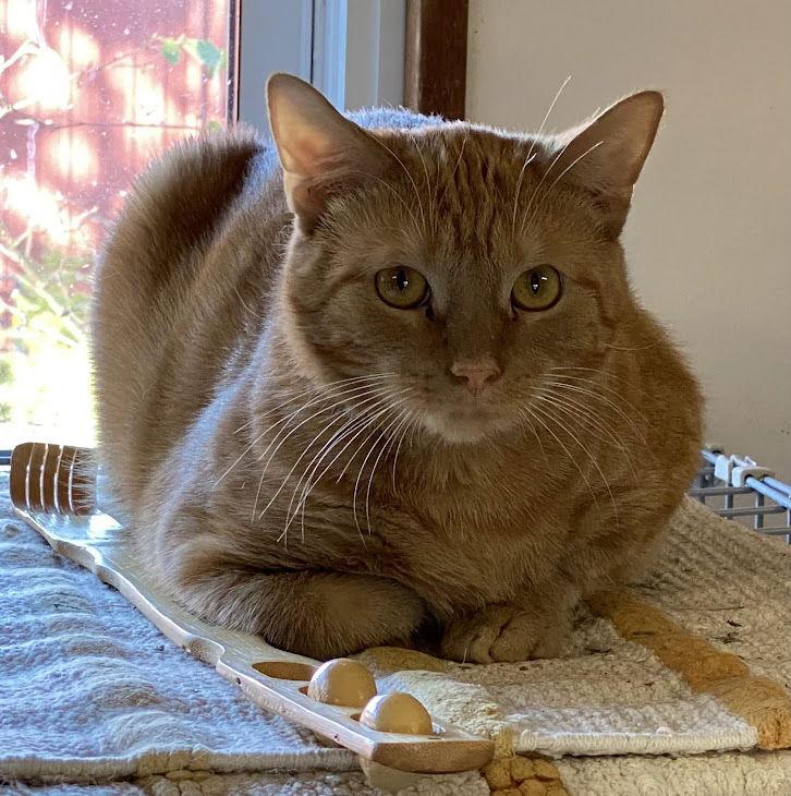 Redmond, Adoptable, Adult Male Tabby.