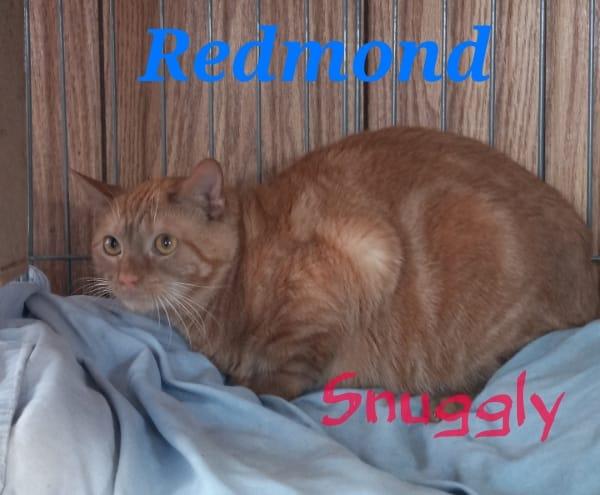 Redmond, a Adoptable Tabby in Berkeley Springs, WV image 2/4