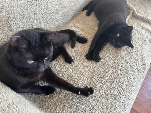 Bonded Pair With a Great Video, a ADOPTABLE mixed breed in Eagle Point, OR image 3/6
