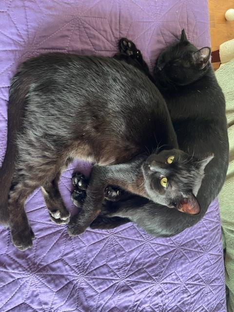 Bonded Pair With a Great Video, ADOPTABLE, Adult Female Domestic Short Hair & Tabby.