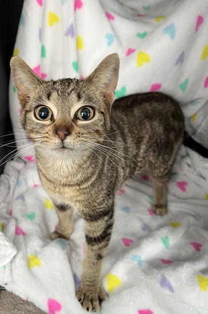 6961 (Ms. Kitty), Adopted, Adult Female Domestic Short Hair.