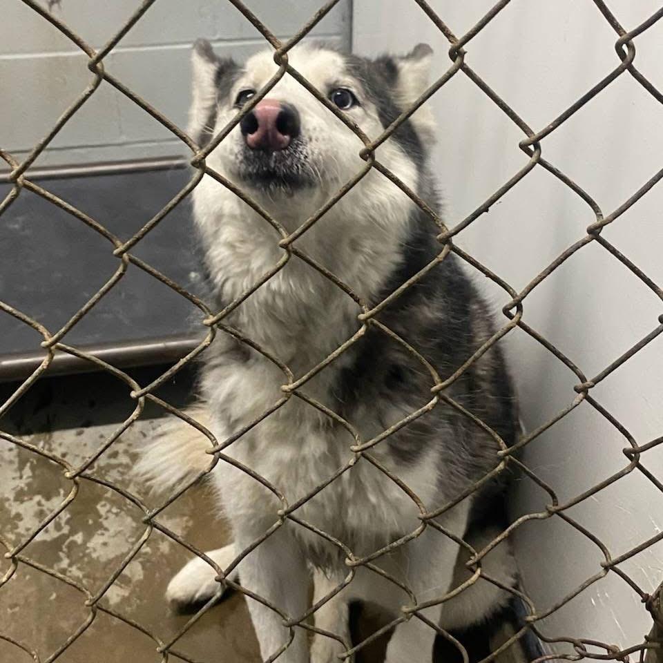 Roo, Adoptable, Senior Male Husky.